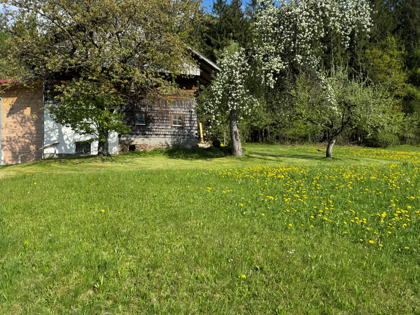 Frühlingswiese und blühende Bäume am Ferienhof
