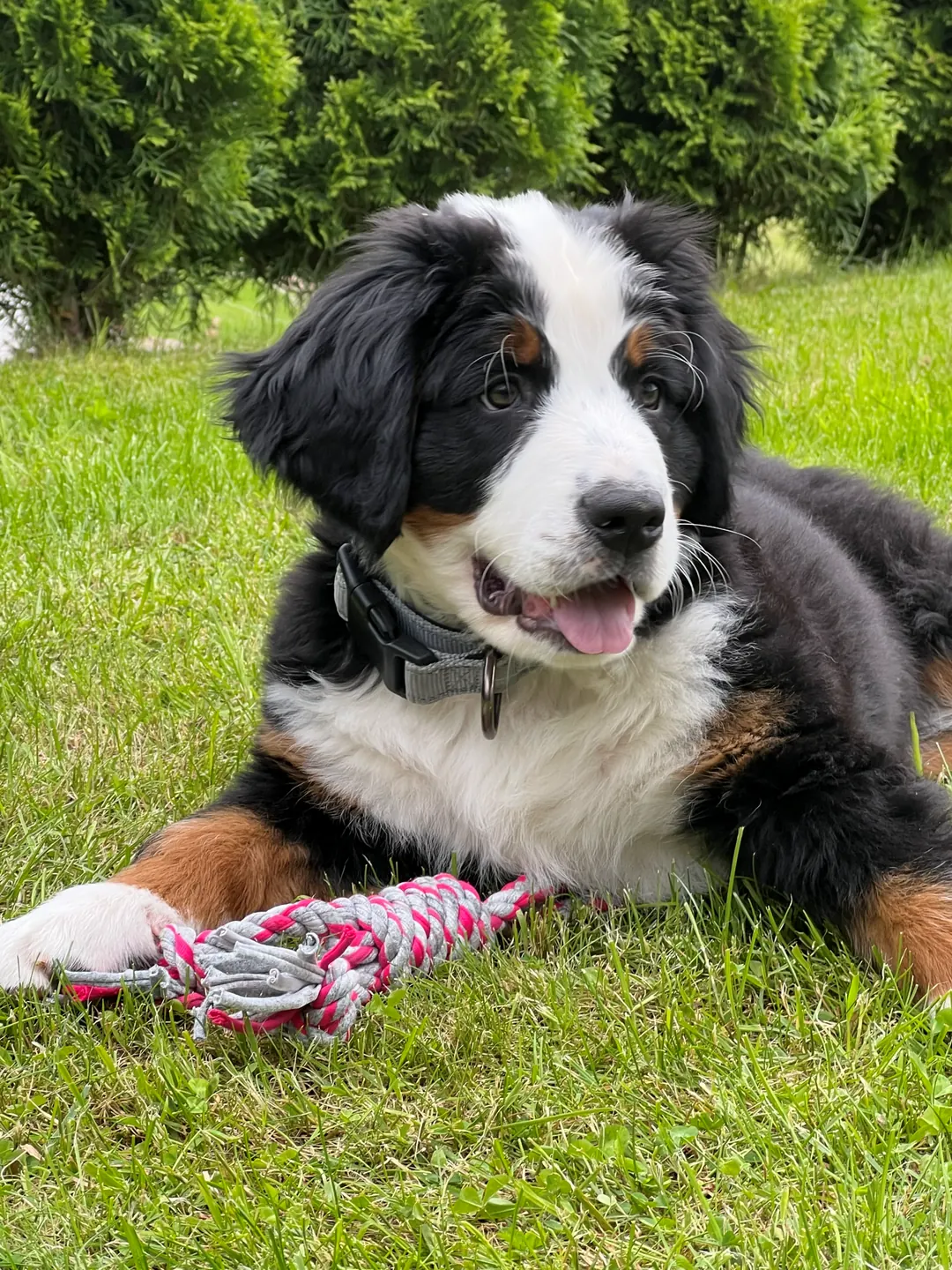 Unser Hofhund auf der Wiese