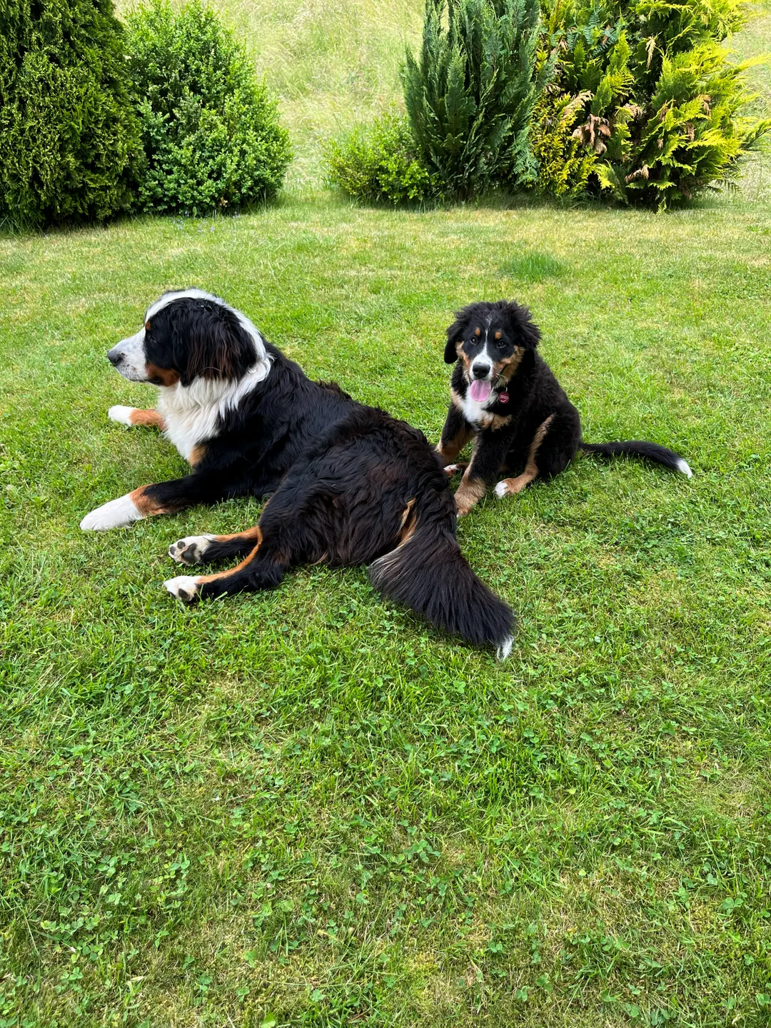 Unsere Hunde beim Ausruhen auf der Wiese