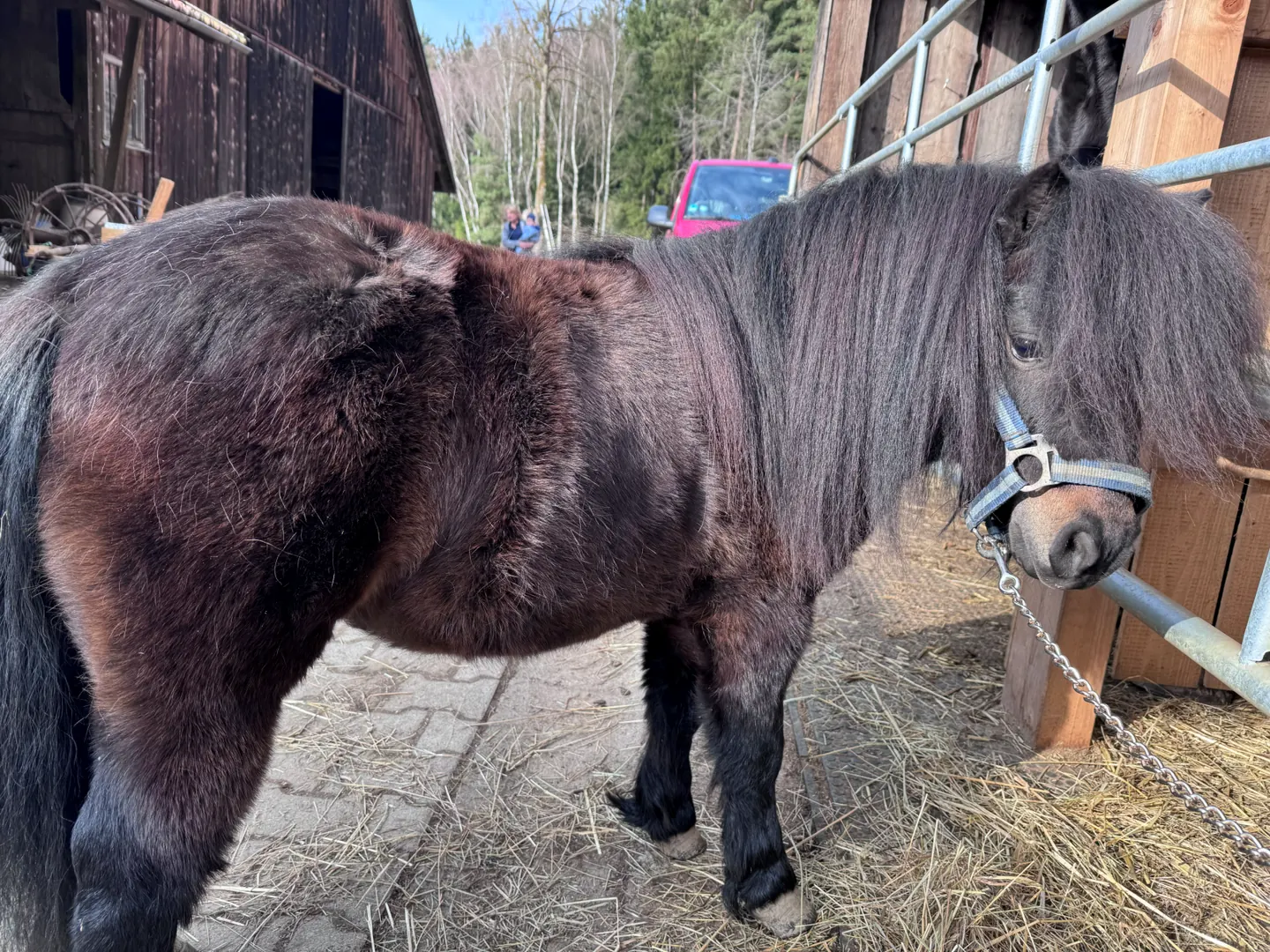 Ein Pony auf unserem Bauernhof
