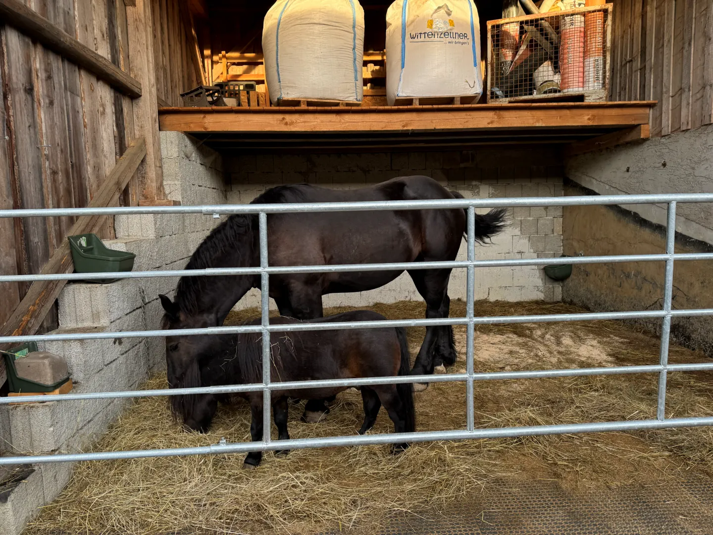Pony und Fohlen im Stall