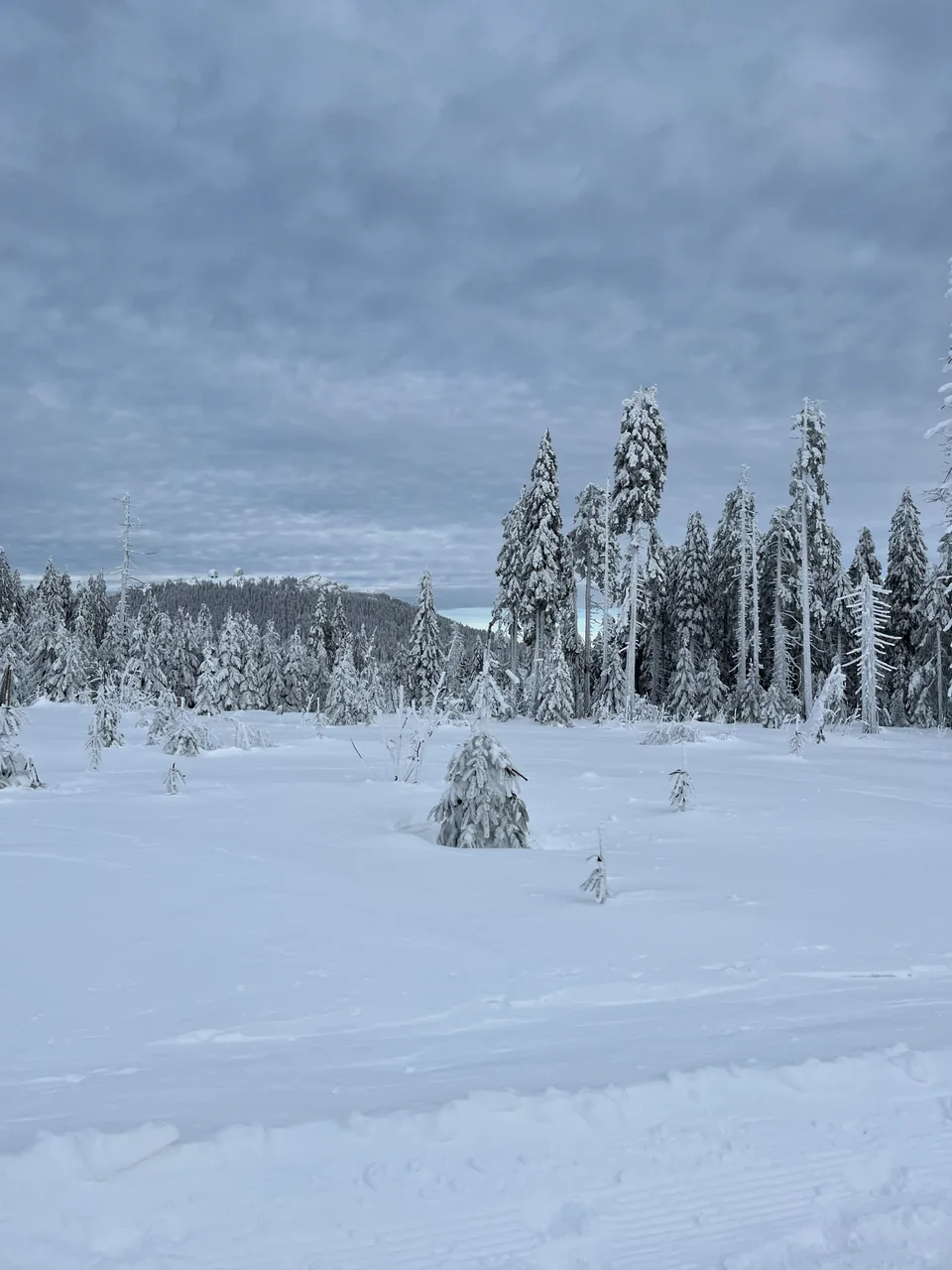 Verschneite Bäume und Winterlandschaft im Bayerischen Wald